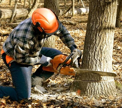 Tree Removal in Dunbar, WV